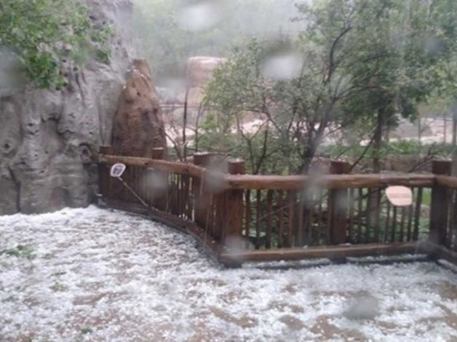 Granizada en EU mata a 2 animales en zoológico
