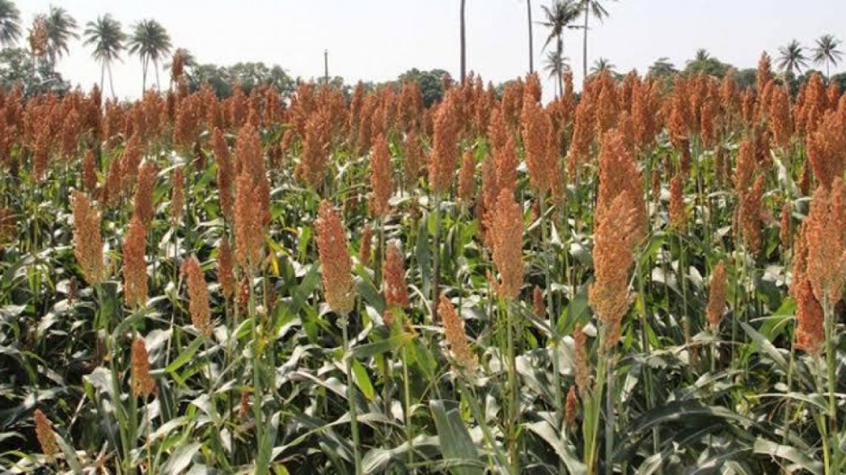 Reportan afectaciones en sorgo por Frente Frío