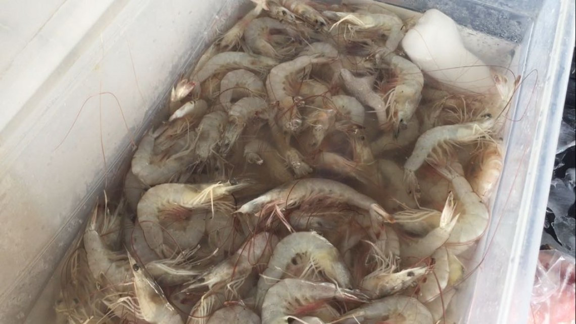 Con la cuaresma inicia un buen periodo de venta para el sector pesquero