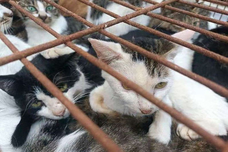 En China, rescatan a 150 gatos capturados para consumo humano