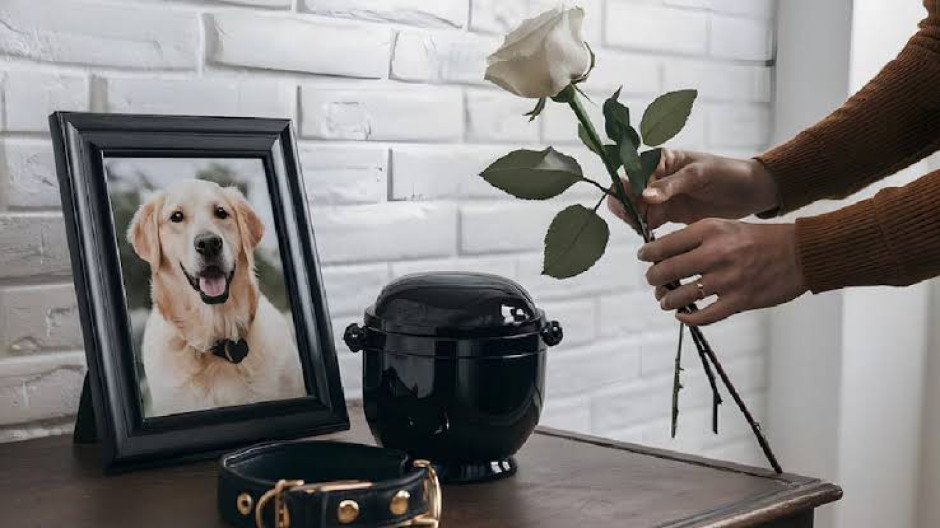 ¿Estás de luto? Proponen reforma para otorgar días de descanso laboral por fallecimiento de familiares o mascotas