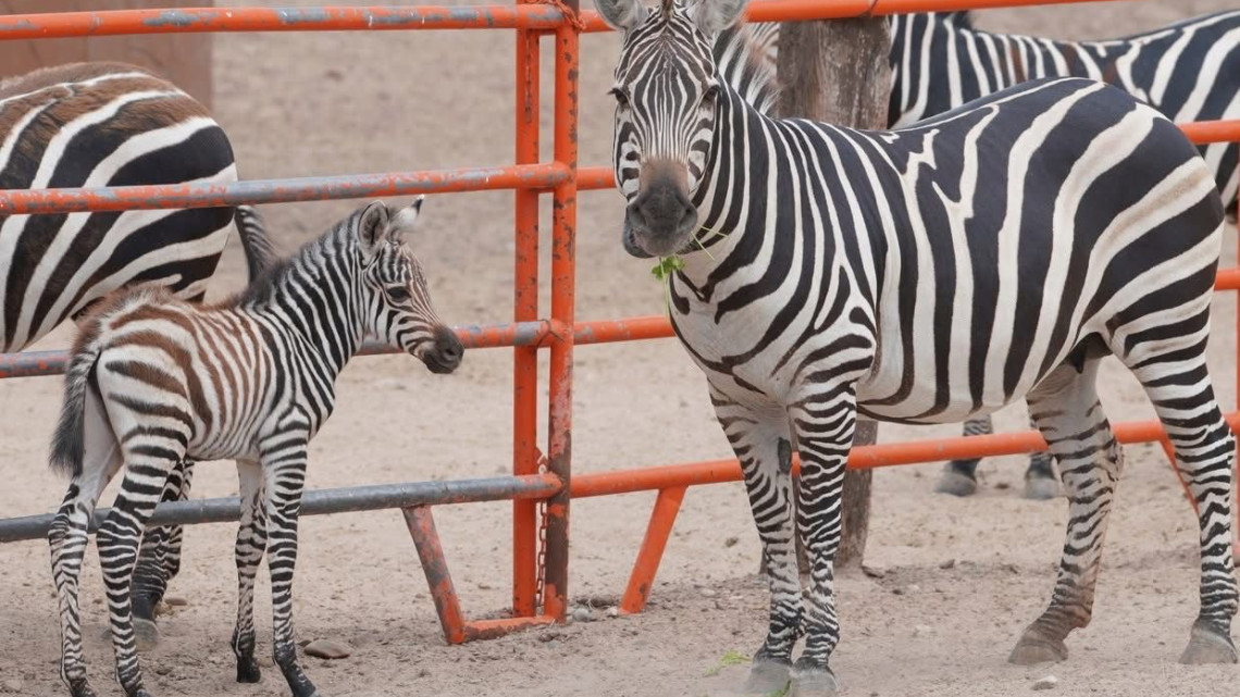 Nacen más de 10 crías en lo que va del año en el Zoológico