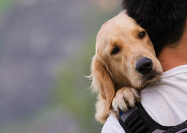 Estudio indica que los perros no sienten amor por sus amos