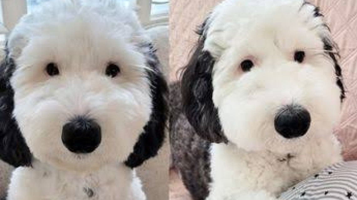 Bayley, la doble de Snoppy que es una sensación en las redes 