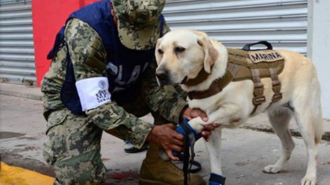 Conoce a Frida, una heroína de cuatro patas