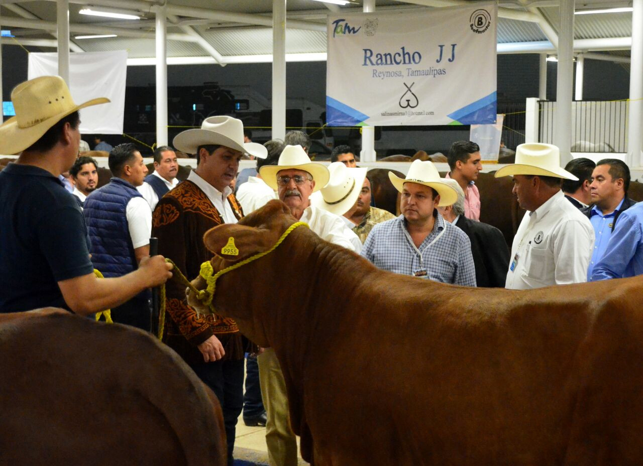 Presentan Primera Muestra Nacional de Beefmaster en Feria Tamaulipas 2017