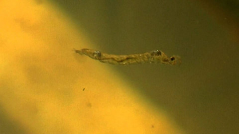 Larva de mosca emite gases de efecto invernadero, revela estudio