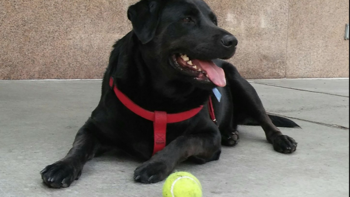 Conoce a Eclipse la perrita que viaja sola en autobús 