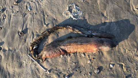 La extraña criatura que dejó "Harvey" en Texas