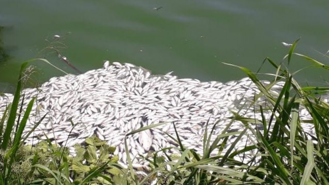 Se genera mortandad de peces en la Laguna “del conejo”