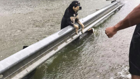 Animales son abandonados a su suerte durante paso de Harvey