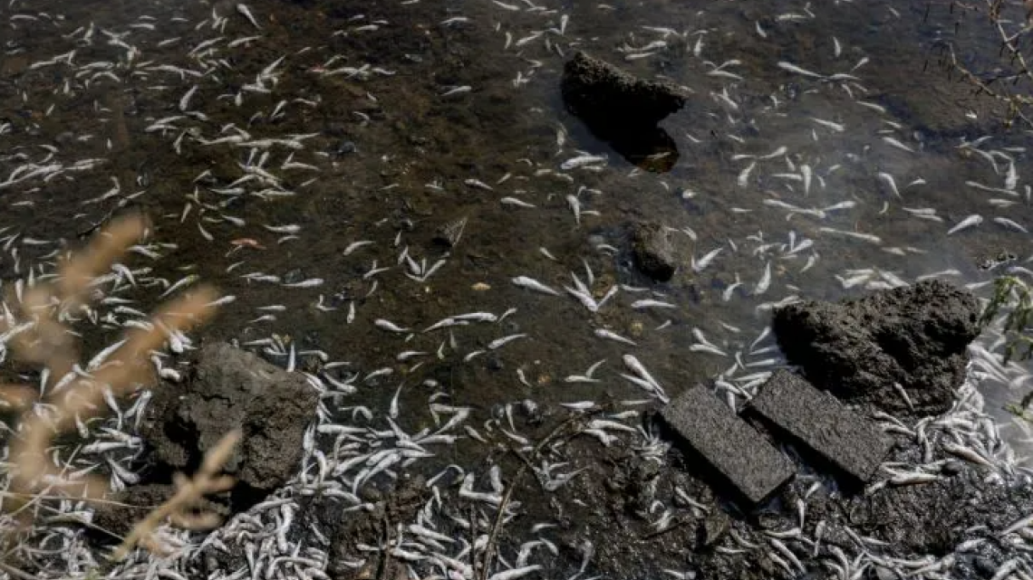 Tras marea roja, aparecen miles de peces muertos en bahía de San Francisco 