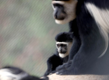 OMS lamenta ataques contra simios por temor a la viruela 