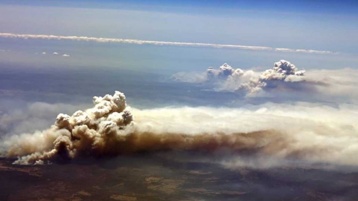 Al menos un 1.000 millón de animales muertos por incendios en Australia