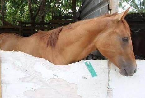 Asesinan a caballos para vender su carne