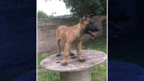 Se integrará “Yankee” al departamento de bomberos