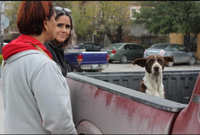 Busca Antirrábico disminuir sobrepoblación de animales callejeros