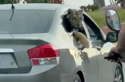 Tigre de bengala es captado paseando por las calles de Mazatlán 