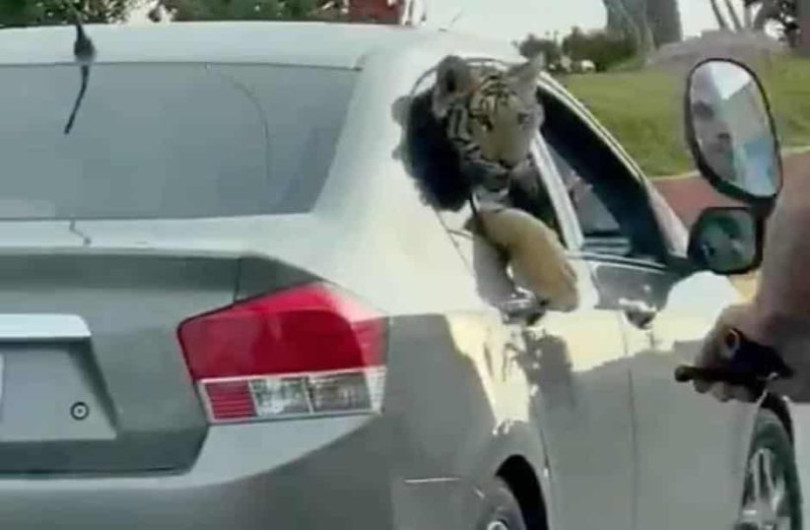 Tigre de bengala es captado paseando por las calles de Mazatlán 