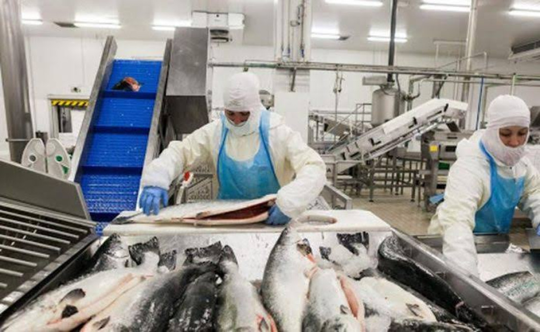 Ofrecen 36 mil pesos en Canadá por limpiar mariscos