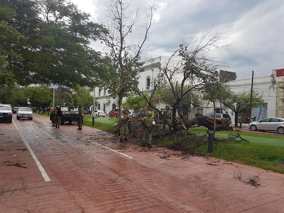 Fuerte lluvia deja 14 árboles caídos en Victoria