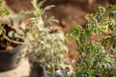 Desarrolla UAT proyecto de composta y huertos orgánicos