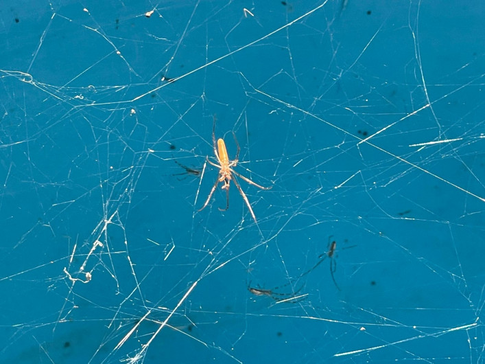 Arañas invaden viviendas en la colonia Lázaro Cárdenas; autoridades analizan especie