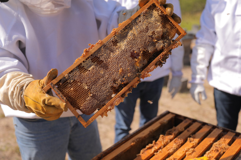 Fortalece Gobierno Municipal a productores de miel con el programa “Mejoramiento Genético Apícola”