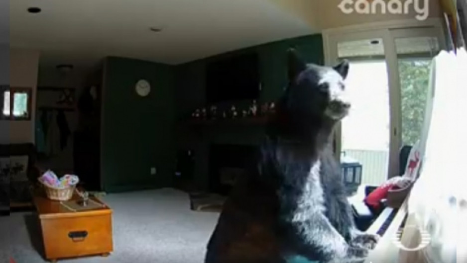 Oso roba comida y toca el piano