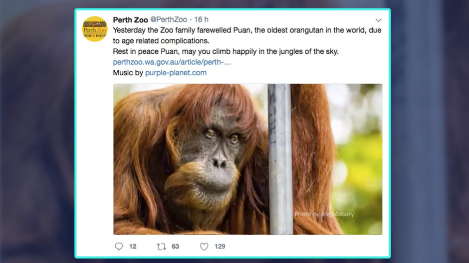 Muere en Australia el orangután más viejo del mundo 