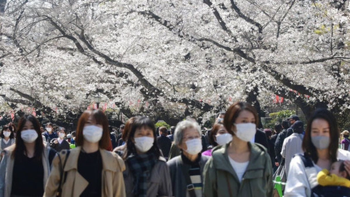 Florecimiento adelantado de ‘sakuras’ en Japón da señales de cambio climático