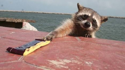 Esterilizarán a más de cien mapaches hembras en Miramar