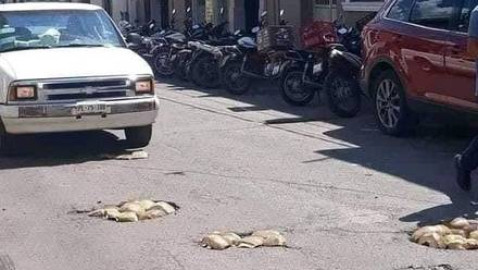 Tapan baches con cocos en las calles de Nayarit
