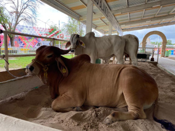 Salva lluvia a ganaderos