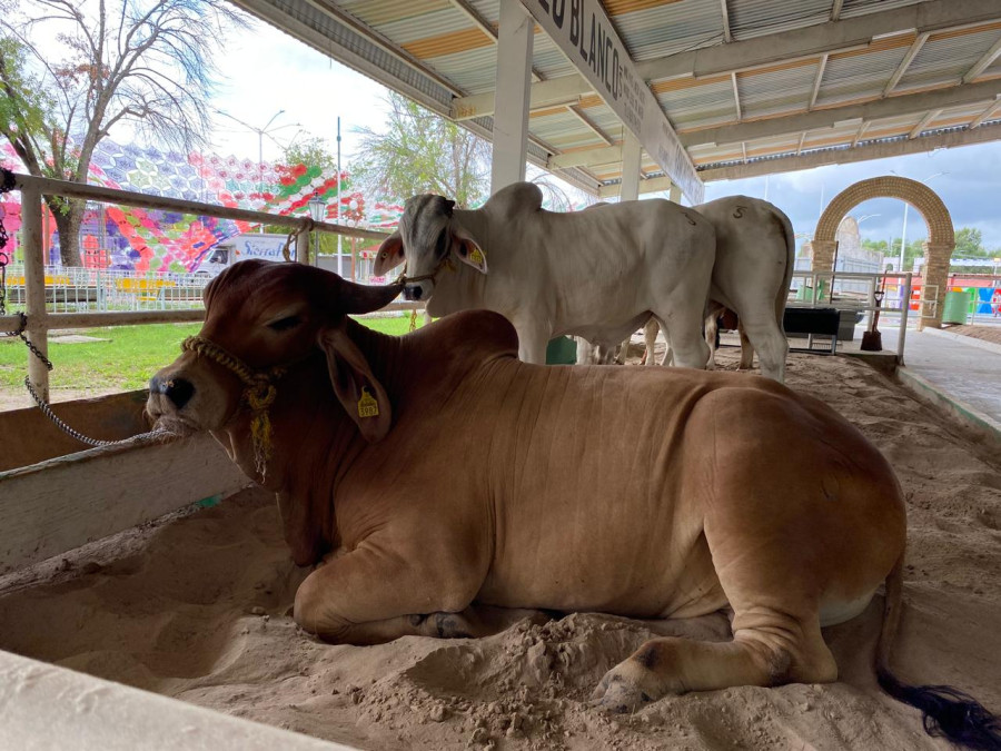 Salva lluvia a ganaderos