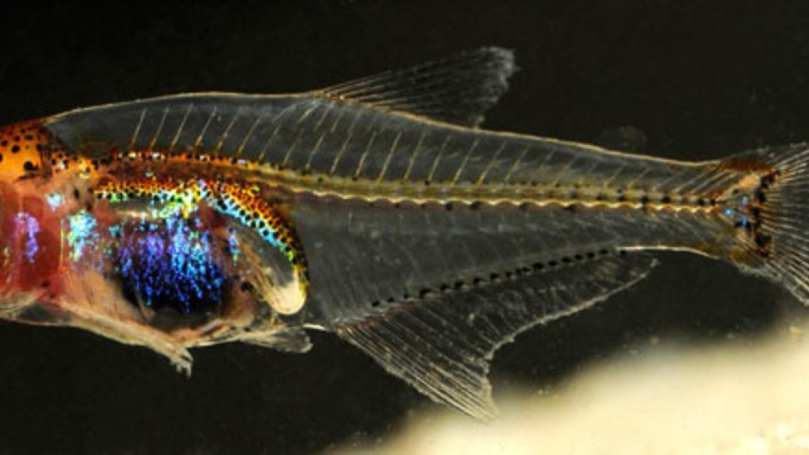 Animales transparentes que parecen fantásticos pero no lo son