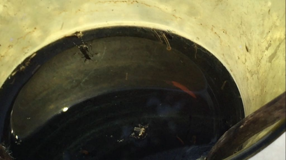 Autoridades cerrarán filas para evitar el avance de dengue