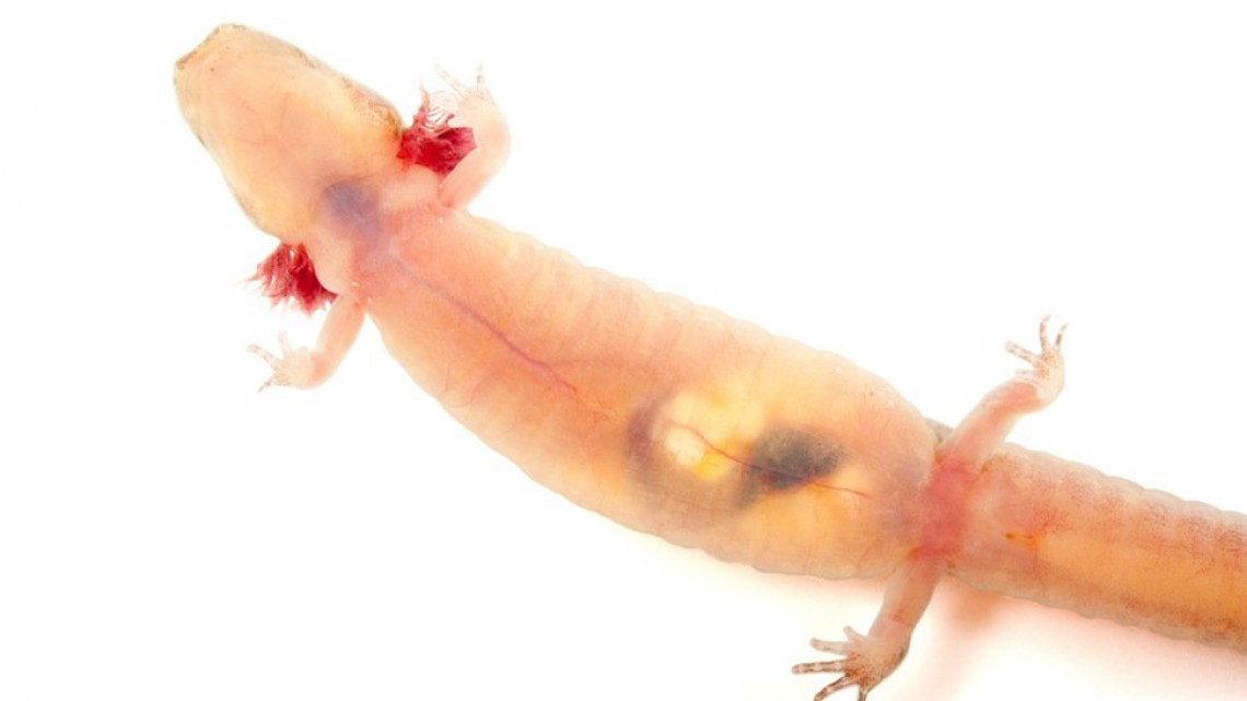 Animales transparentes que parecen fantásticos pero no lo son