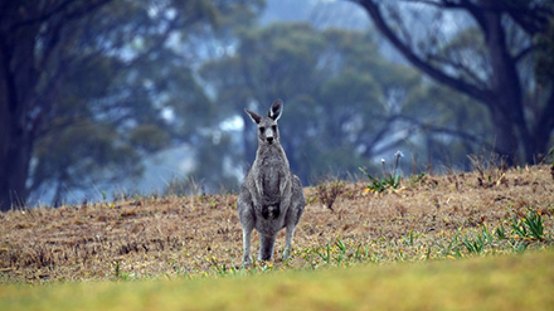 Al menos un 1.000 millón de animales muertos por incendios en Australia