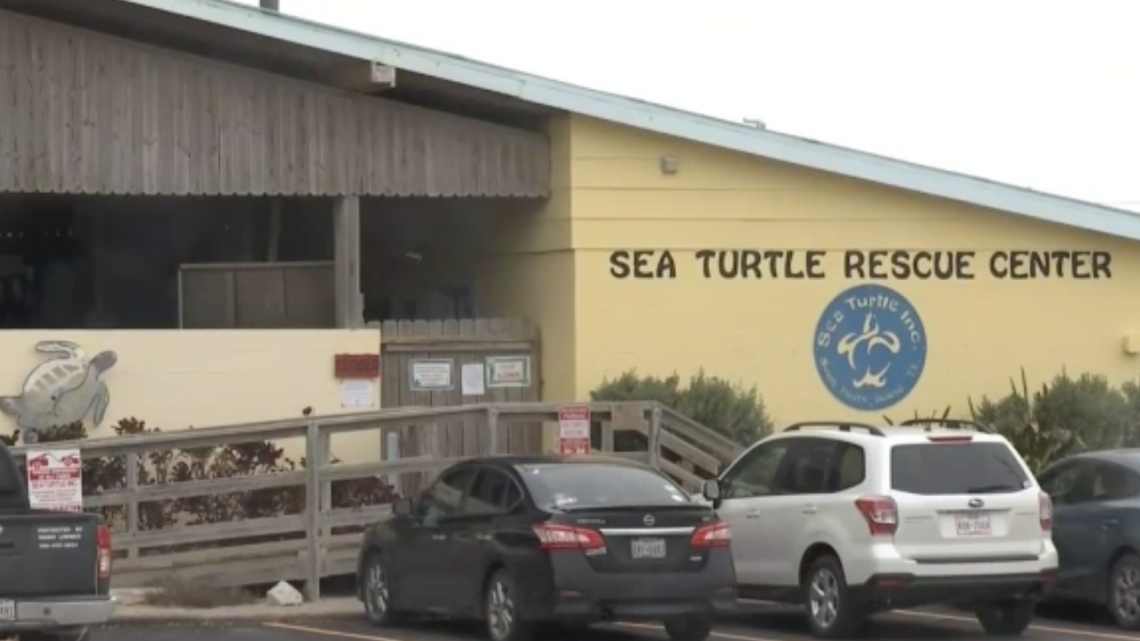 Rescatan a tortugas marinas por bajas temperaturas