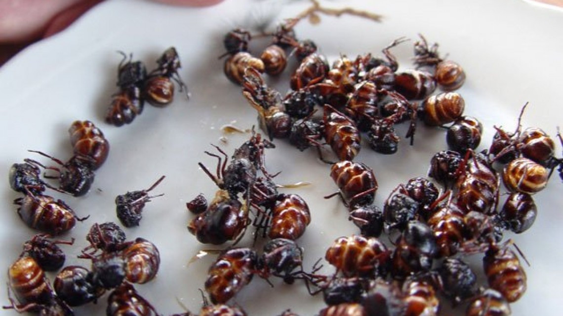Las hormigas “chicatanas”, el manjar oaxaqueño más caro de temporada