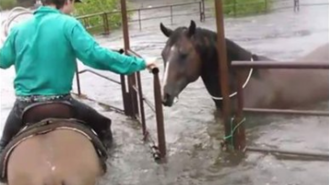 Animales son abandonados a su suerte durante paso de Harvey