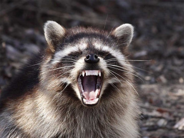 Cuidado con los “mapaches zombis”