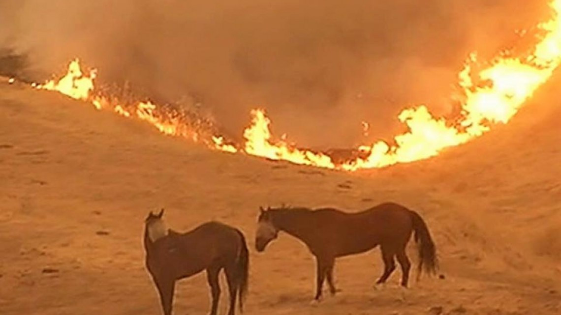 Las otras víctimas de los incendios en California