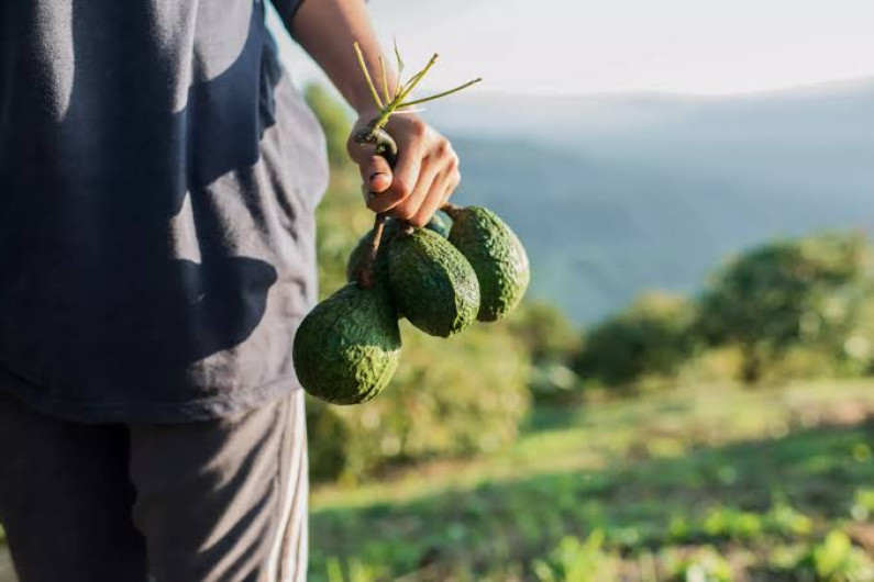 Exportación del aguacate a EEUU se restablecerá el 3 de julio