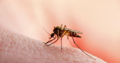 Cruz Roja se une para prevenir el dengue en Reynosa
