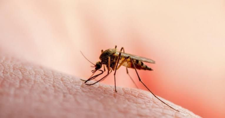Cruz Roja se une para prevenir el dengue en Reynosa