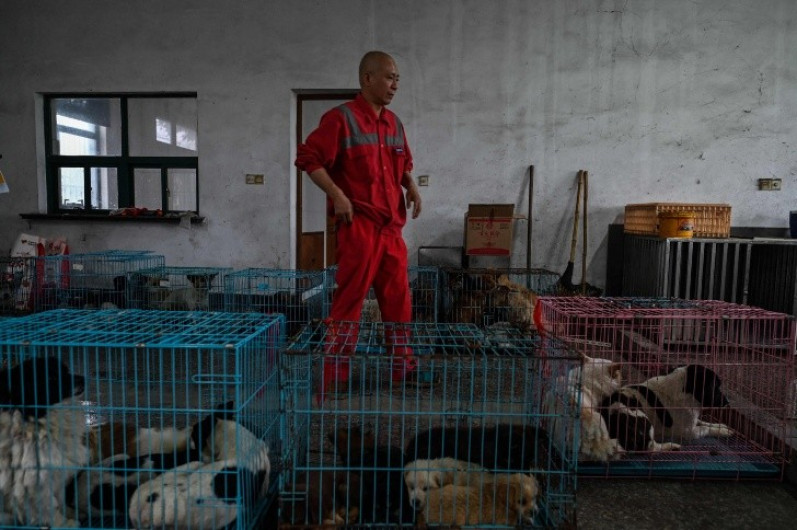 Budista salva a más de 8 mil perros callejeros