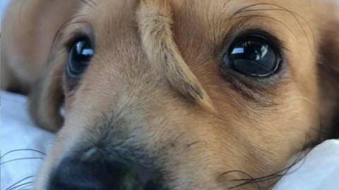 Conoce a ‘Narwhal’, el perrito “unicornio”
