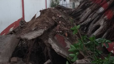 Cae árbol en patio de jardín de niños